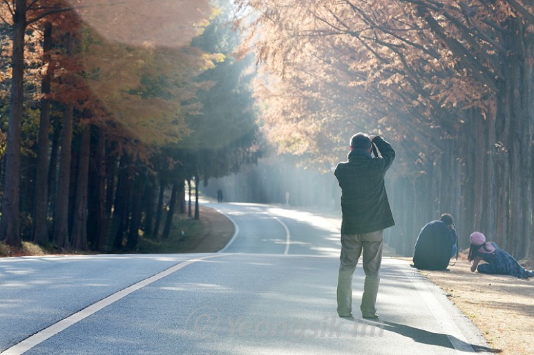 진안군 부귀면 세동리 메타세쿼이아 2.jpg